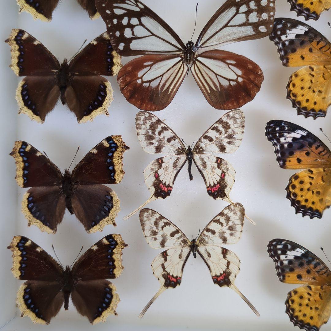 2025年産キベリタテハ11頭など ｷﾍﾞﾘﾀﾃﾊ – 蝶と自然。