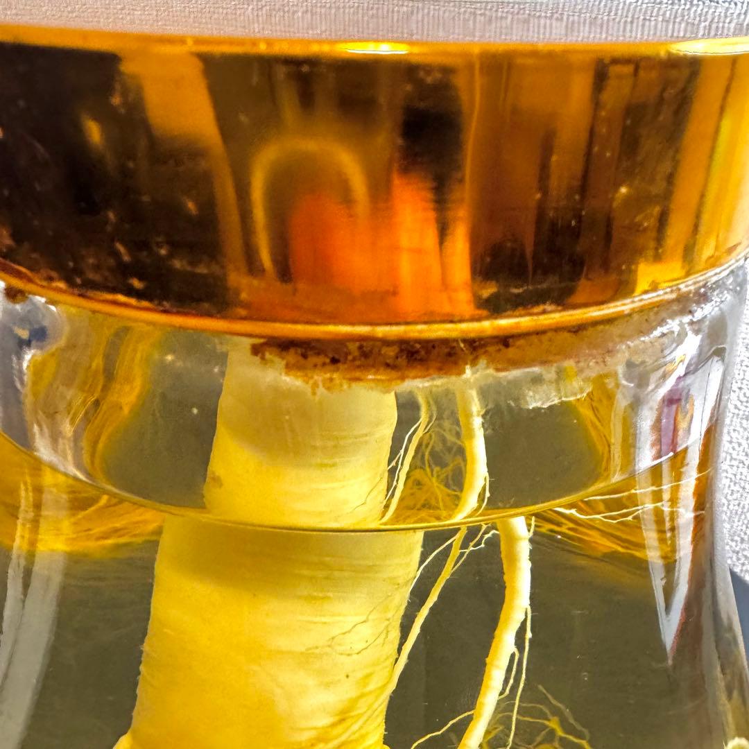 高麗人参 約40年物 古酒 ビンテージ ガラス瓶 金色 富士商事 健康酒