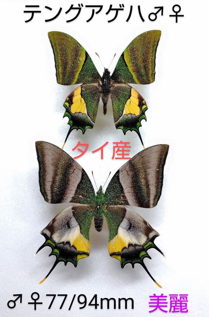 外国産蝶標本】ルリボシタテハモドキ♀♂/香港産/♀53mm♂49mm