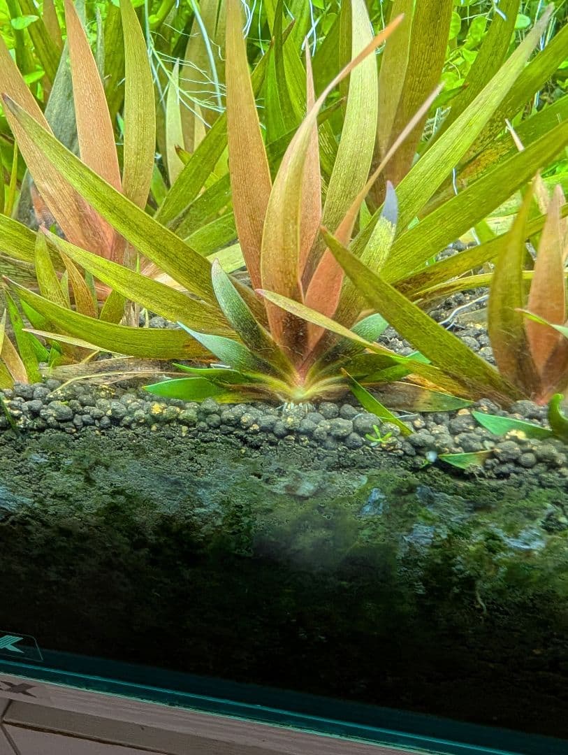 24時間限定半額中 ◯xyris sp red水中葉子株1株 - メルカリ