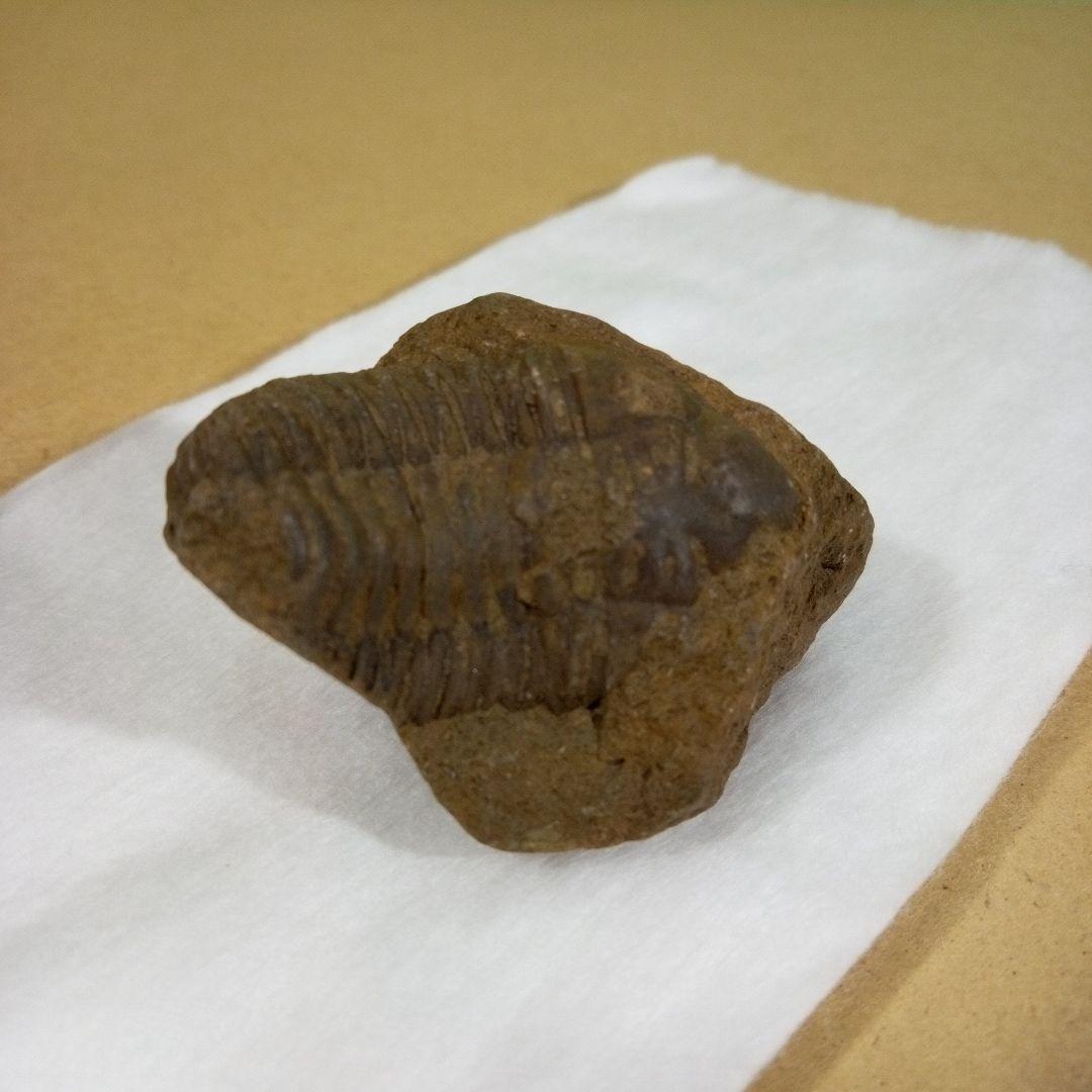 三葉虫化石三葉虫化石究極のレトロfossilボリビア産化石管理番号⑯