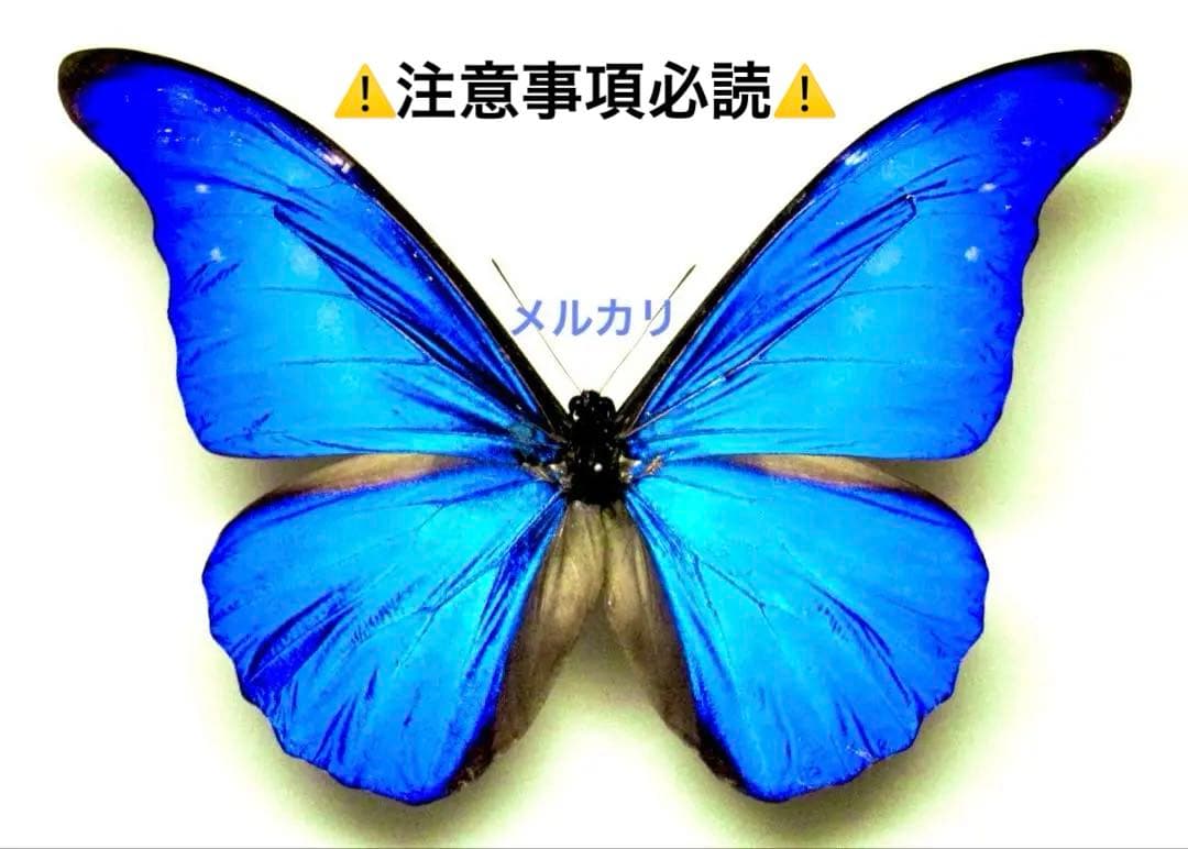 蝶標本 シジミチョウ22種180頭 大型ドイツ標本箱入り <0729z蝶標本