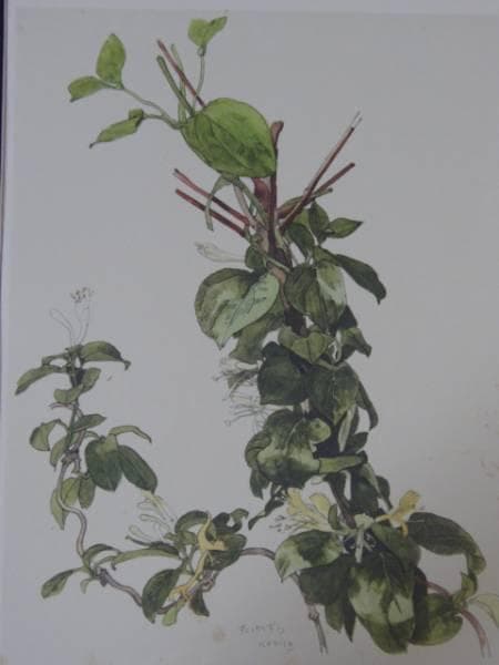 小磯良平、すいかずら、高級薬用植物画、版上サイン入、新品額付
