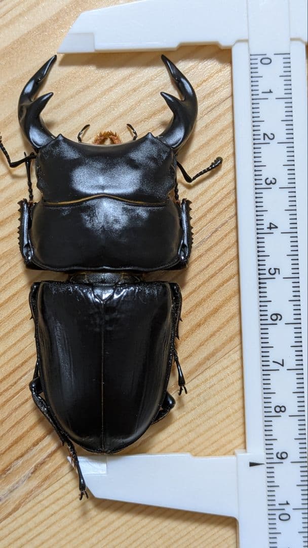 グランディスオオクワガタ 88．2mmペア