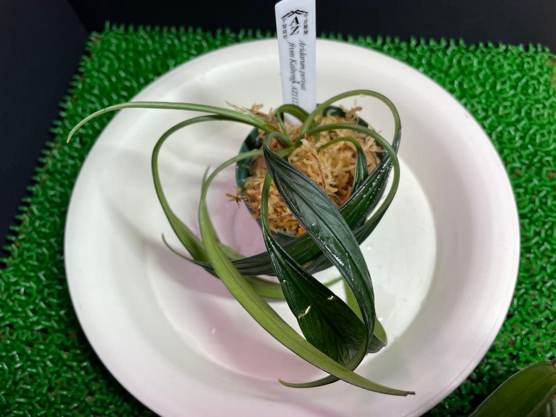 専用【正規タグ付きAZ便アリダルム2種 ブセファランドラ、計3種】