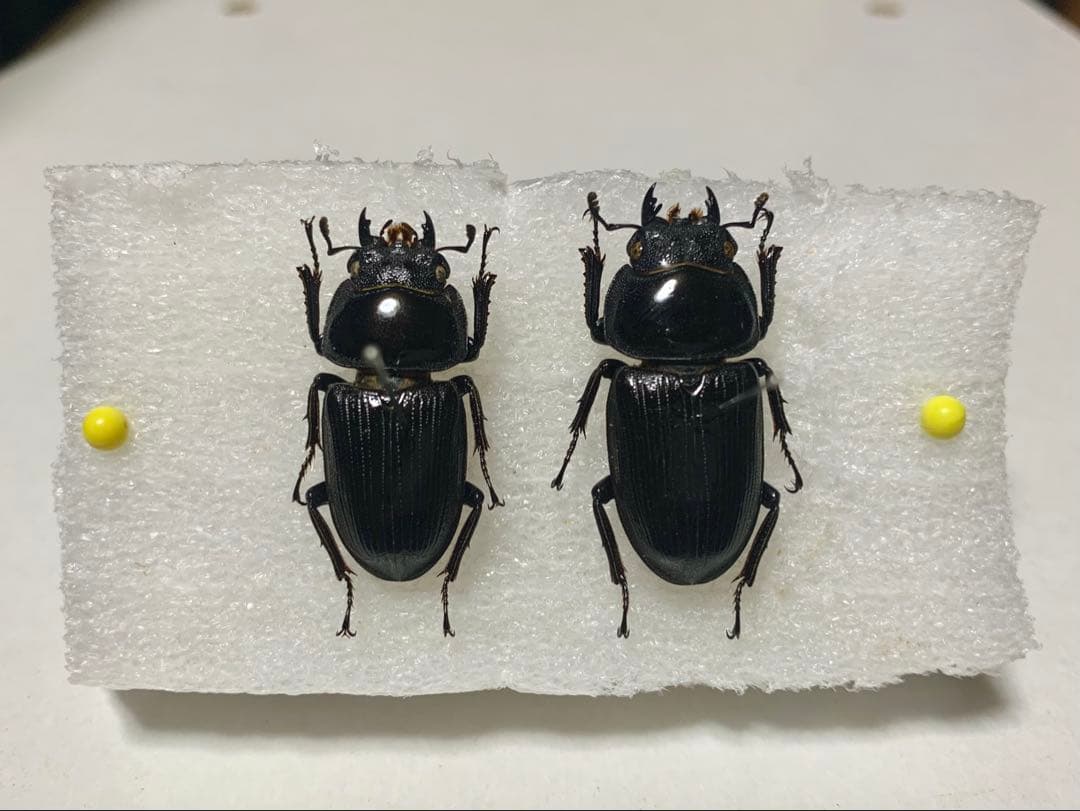 リュウキュウコクワガタ 超特大標本