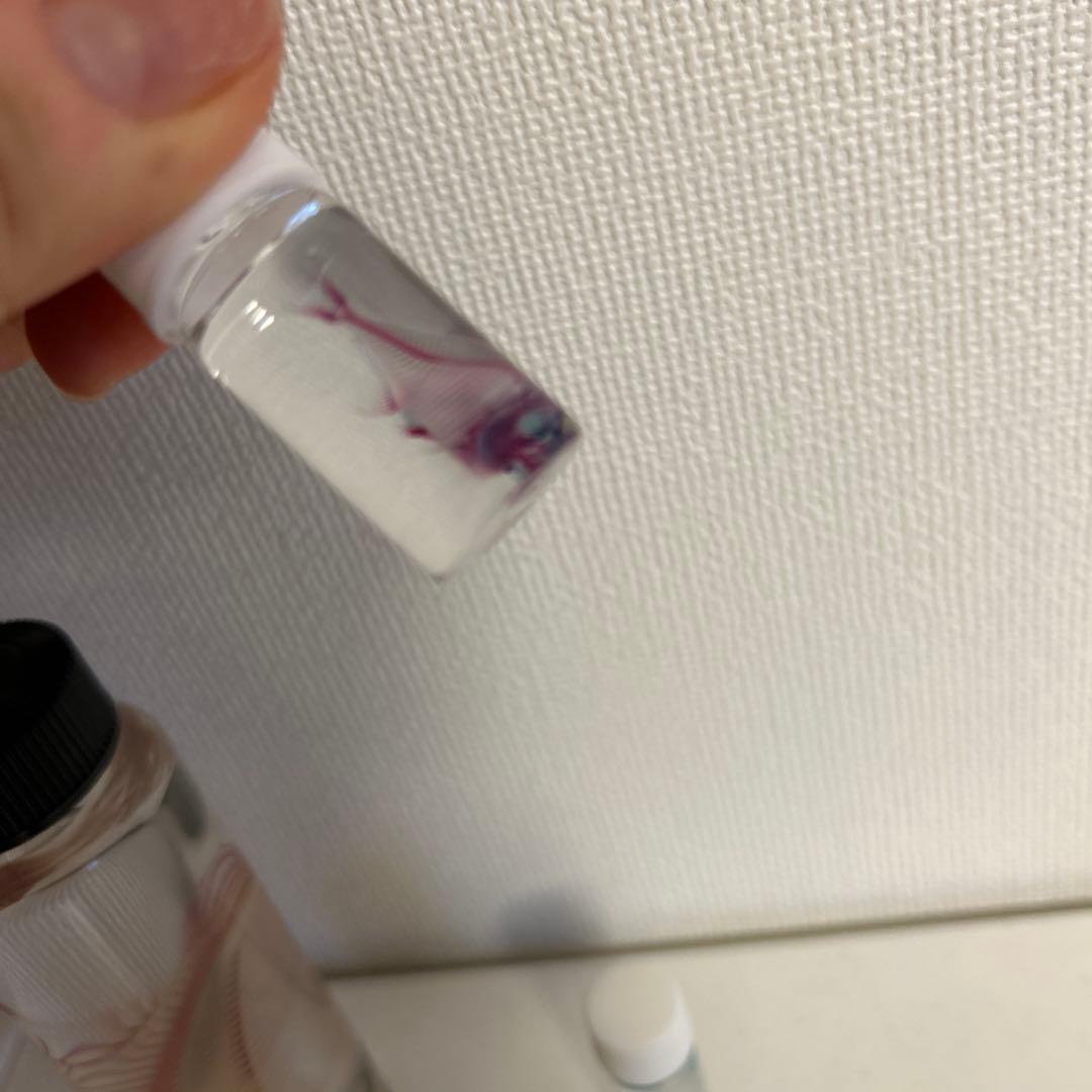 リアル 実物 透明標本 イソギンポ セット