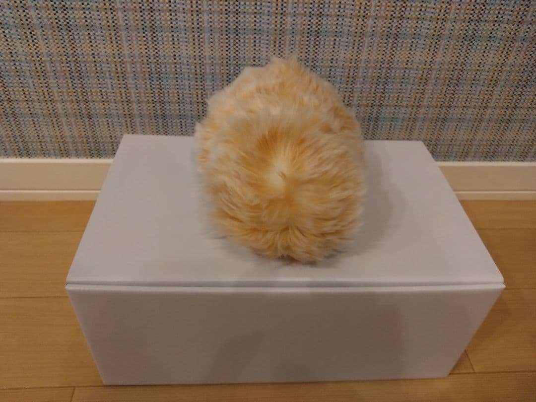 専用 中古モフリン（2ヶ月使用）