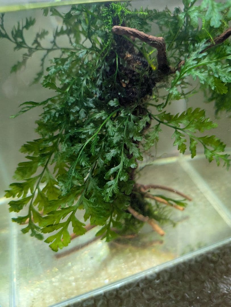 ボルビティスヒュディロティ大株の活着流木（葉数約35枚）ウィーピング