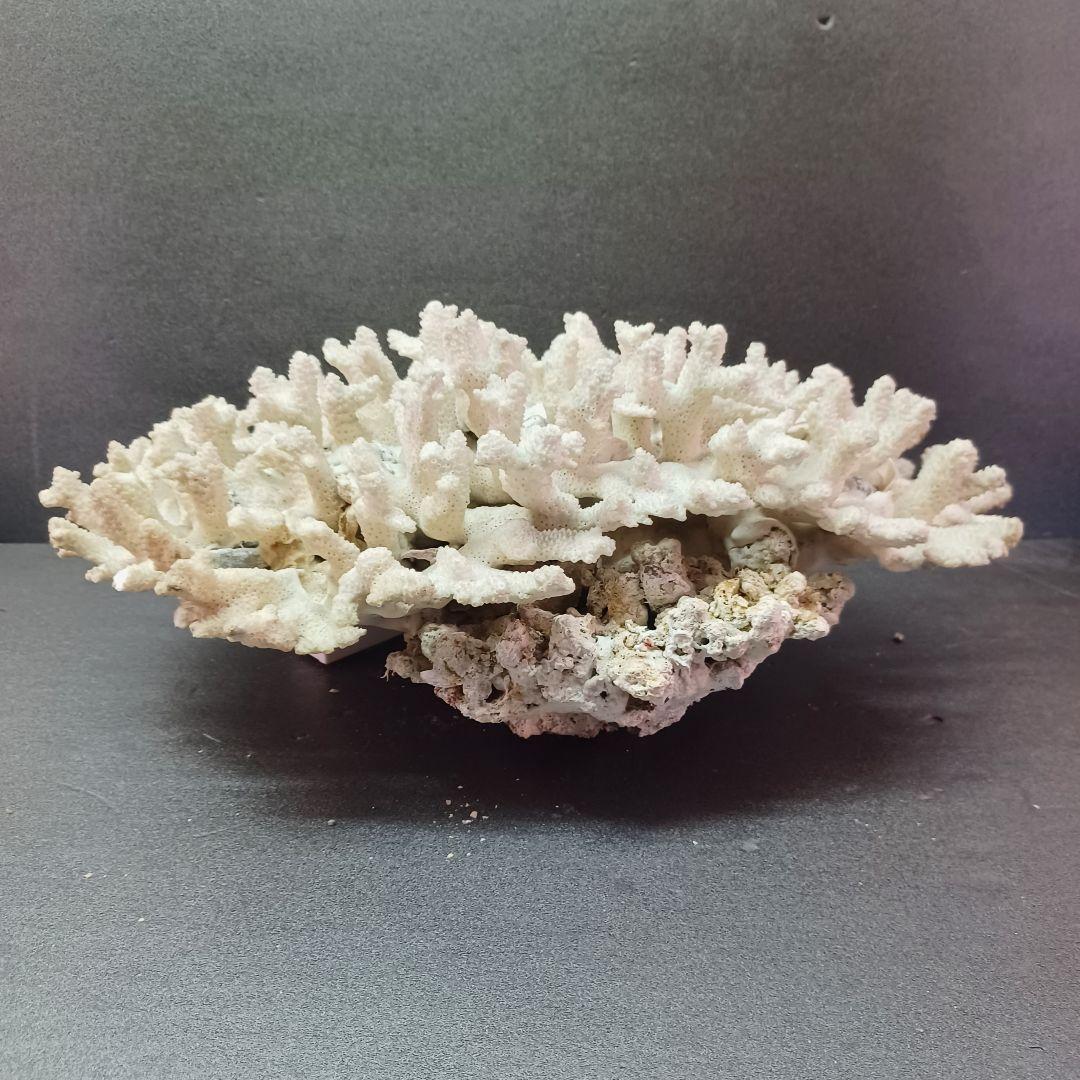 MURANO Salviati ムラノ サルヴィアーティ レース プレート 大皿の通販