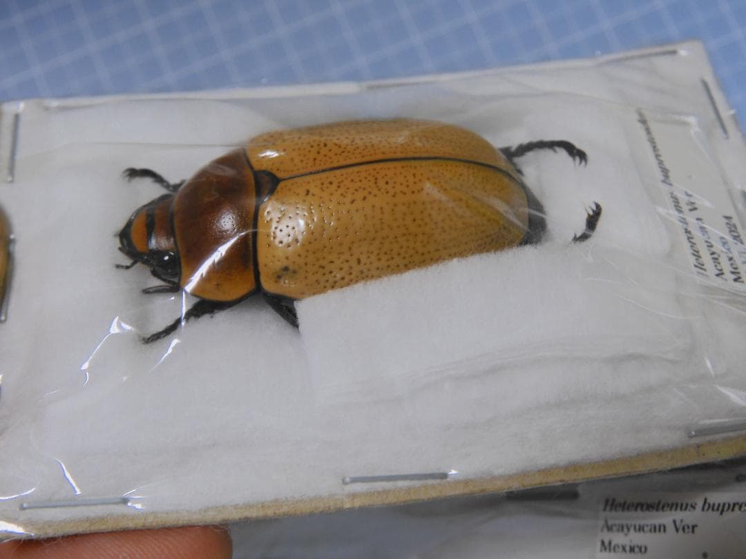 Mexico Heterostenus buprestoides 41-64mm