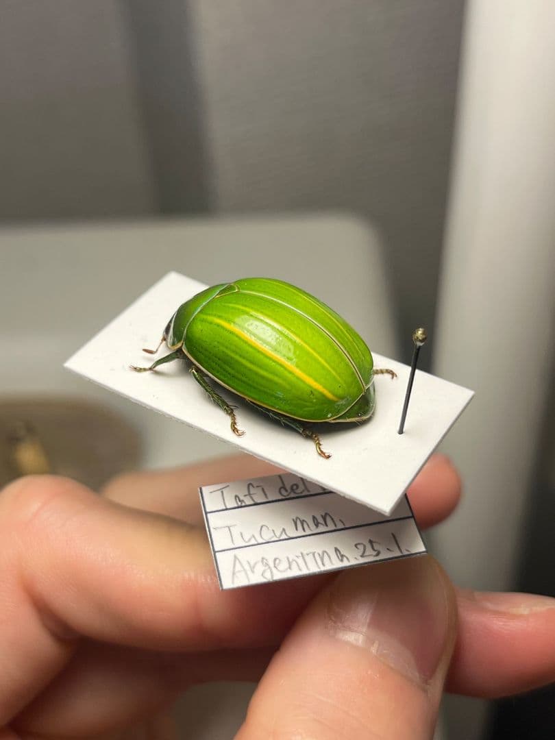 鶯黄金希少種】グランディキュラタケコガネ 標本 ウグイスコガネ