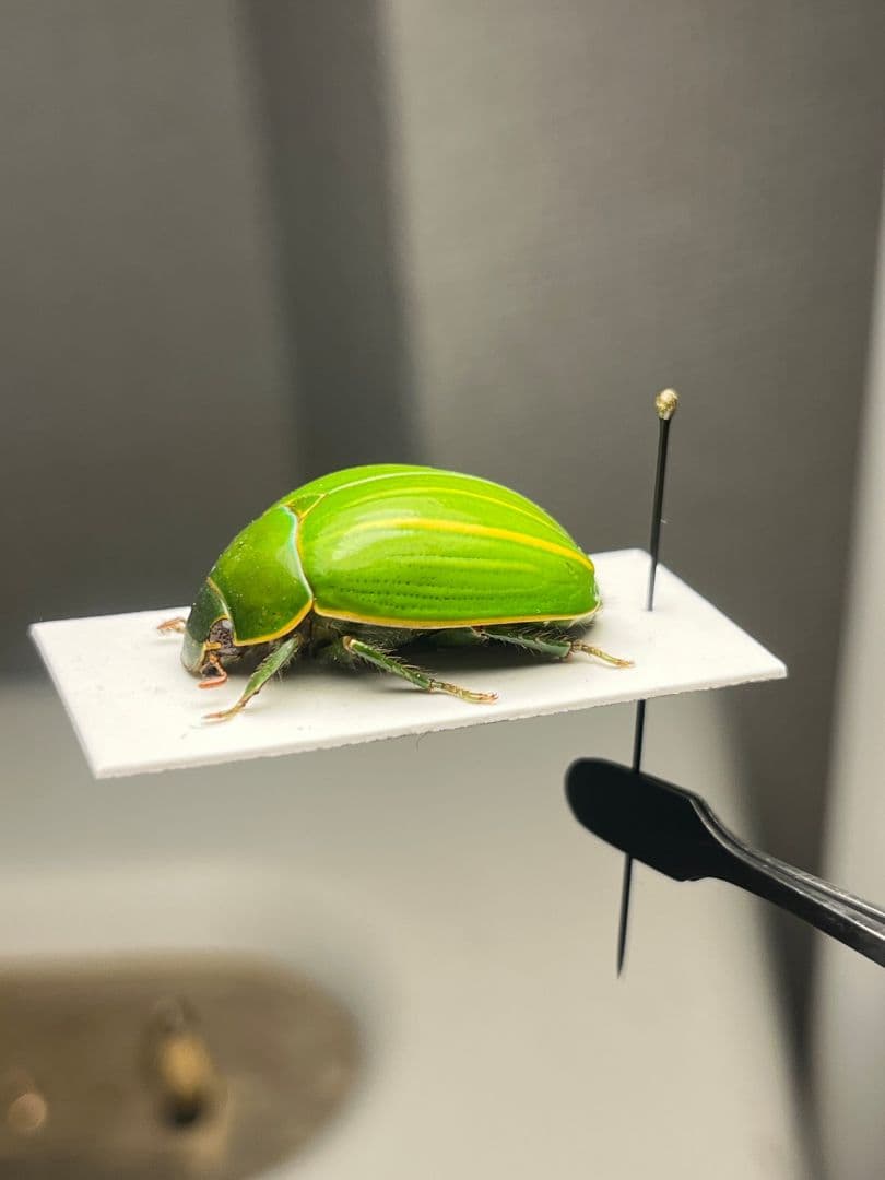 鶯黄金希少種】グランディキュラタケコガネ 標本 ウグイスコガネ