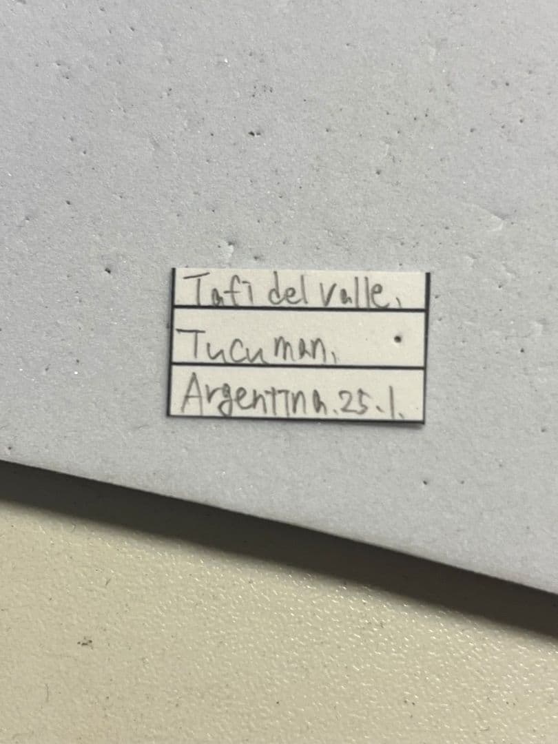 鶯黄金希少種】グランディキュラタケコガネ 標本 ウグイスコガネ