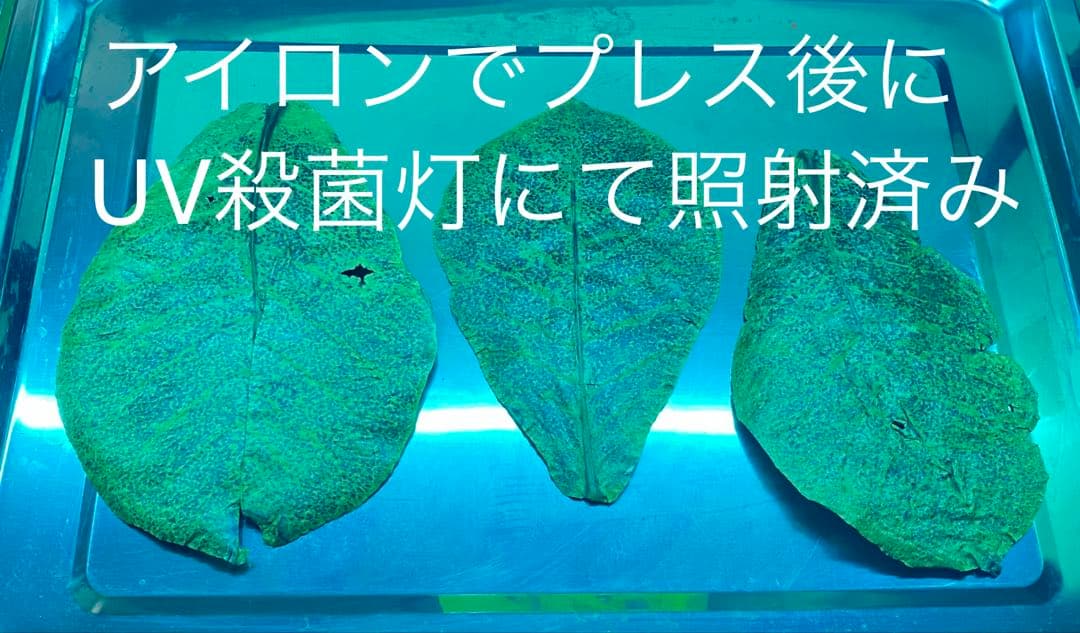沖縄県やんばる産マジックリーフ 1kg UV殺菌灯照射済み⑤ 殺菌灯