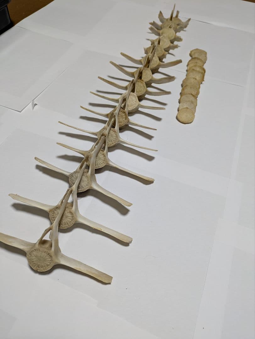 希少】イルカ 骨 15本セット 背骨 椎骨 標本 骨格標本 イルカの骨