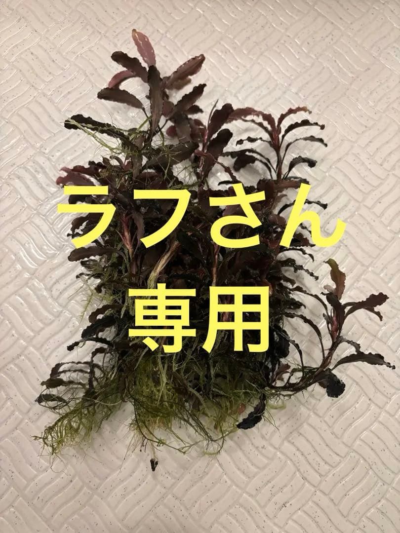 ブセファランドラ クダガン 大量 - メルカリ