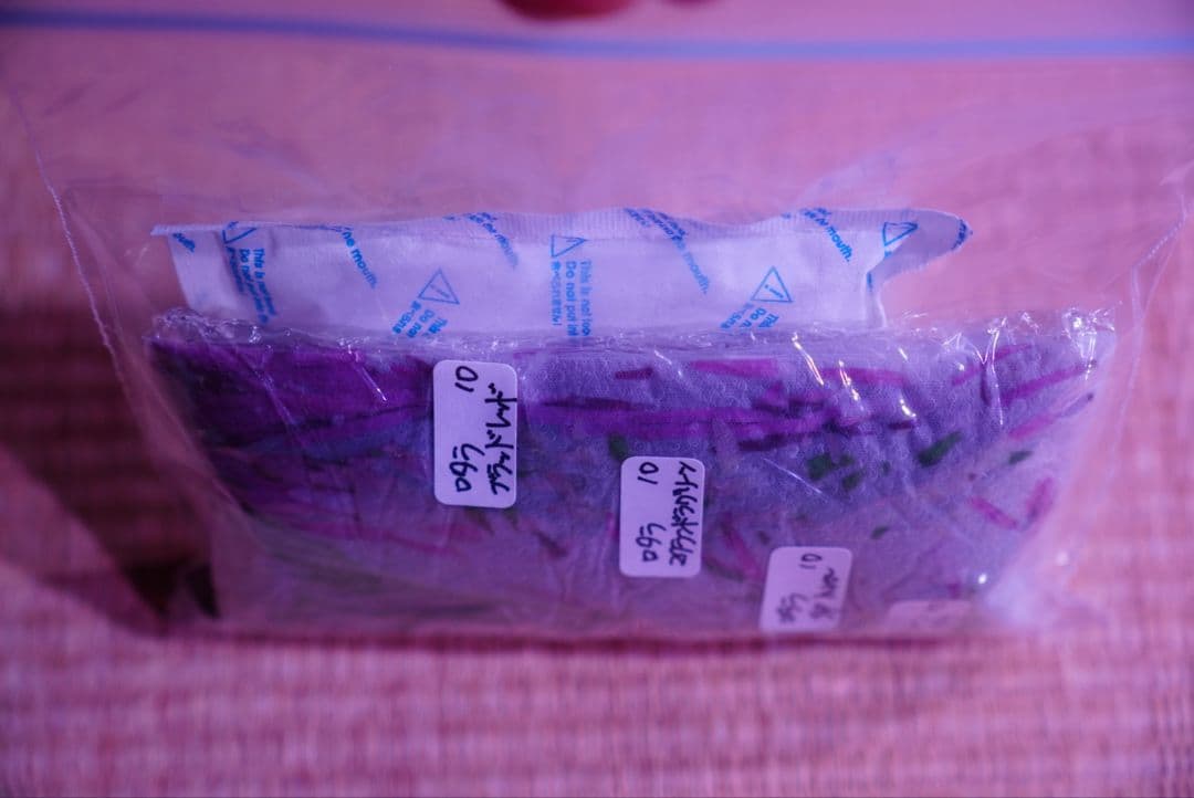 クダガン 20株 ブセファランドラ 水上葉 組織培養 水草セット クダガン