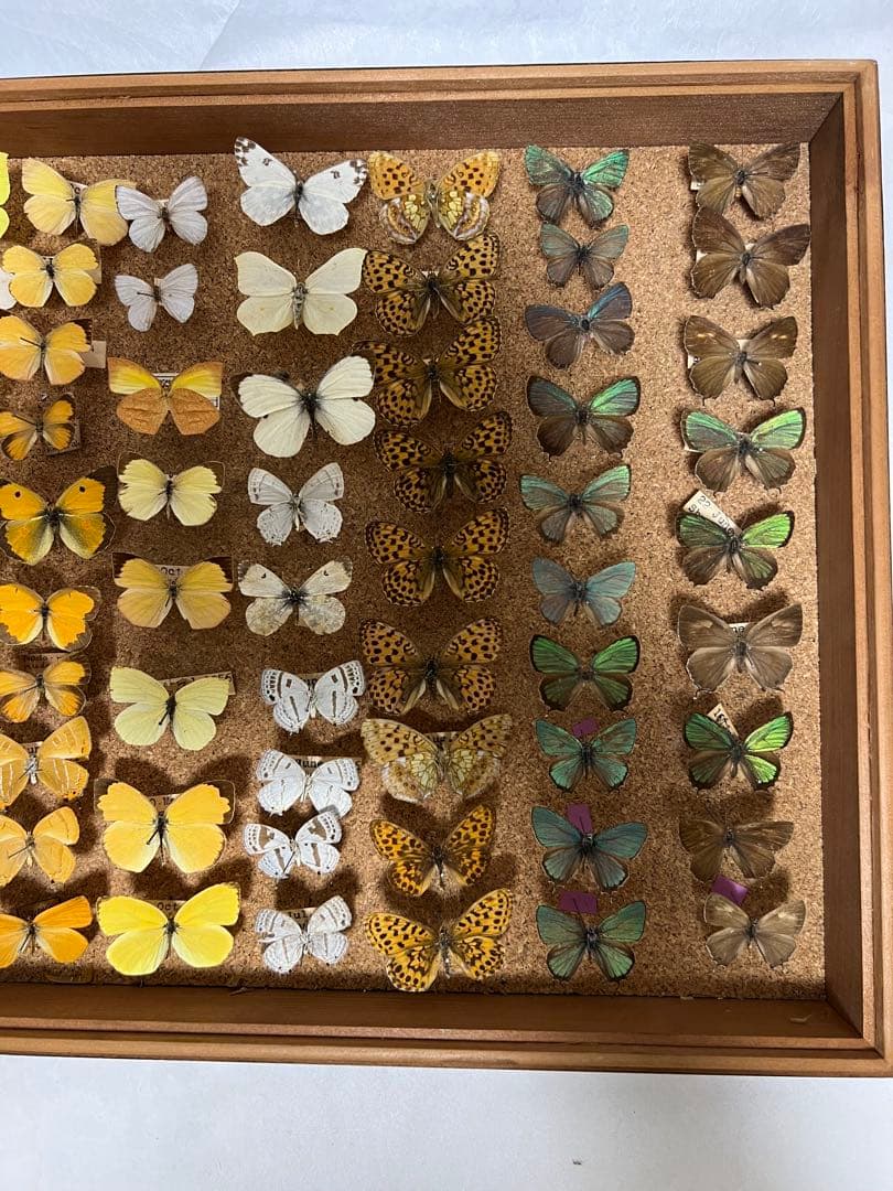 希少蝶の標本 ドイツ木製フレーム付き箱現状品のみ42x32x6cm