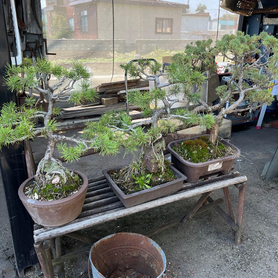 盆栽鉢、小判型は盆栽鉢、大型盆栽鉢、松盆栽、62センチ