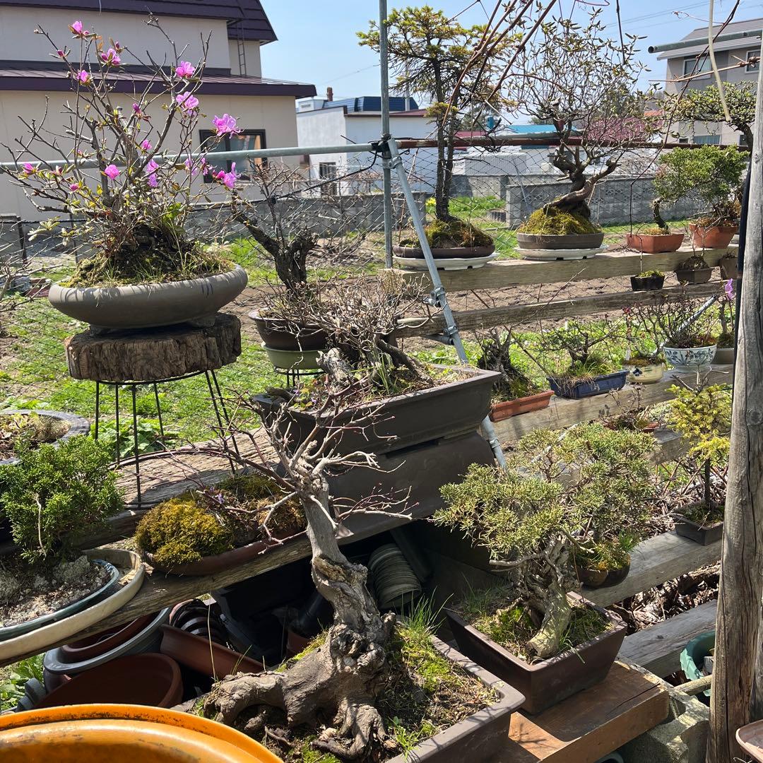 盆栽鉢、小判型は盆栽鉢、大型盆栽鉢、松盆栽、62センチ