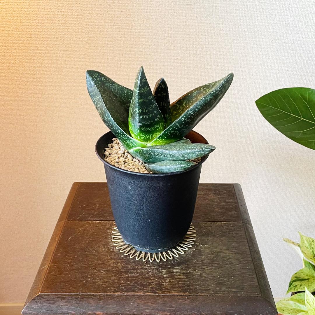 パルダリウム・テラリウム・苔リウム水槽300×300×300 ㎜ 1点限定