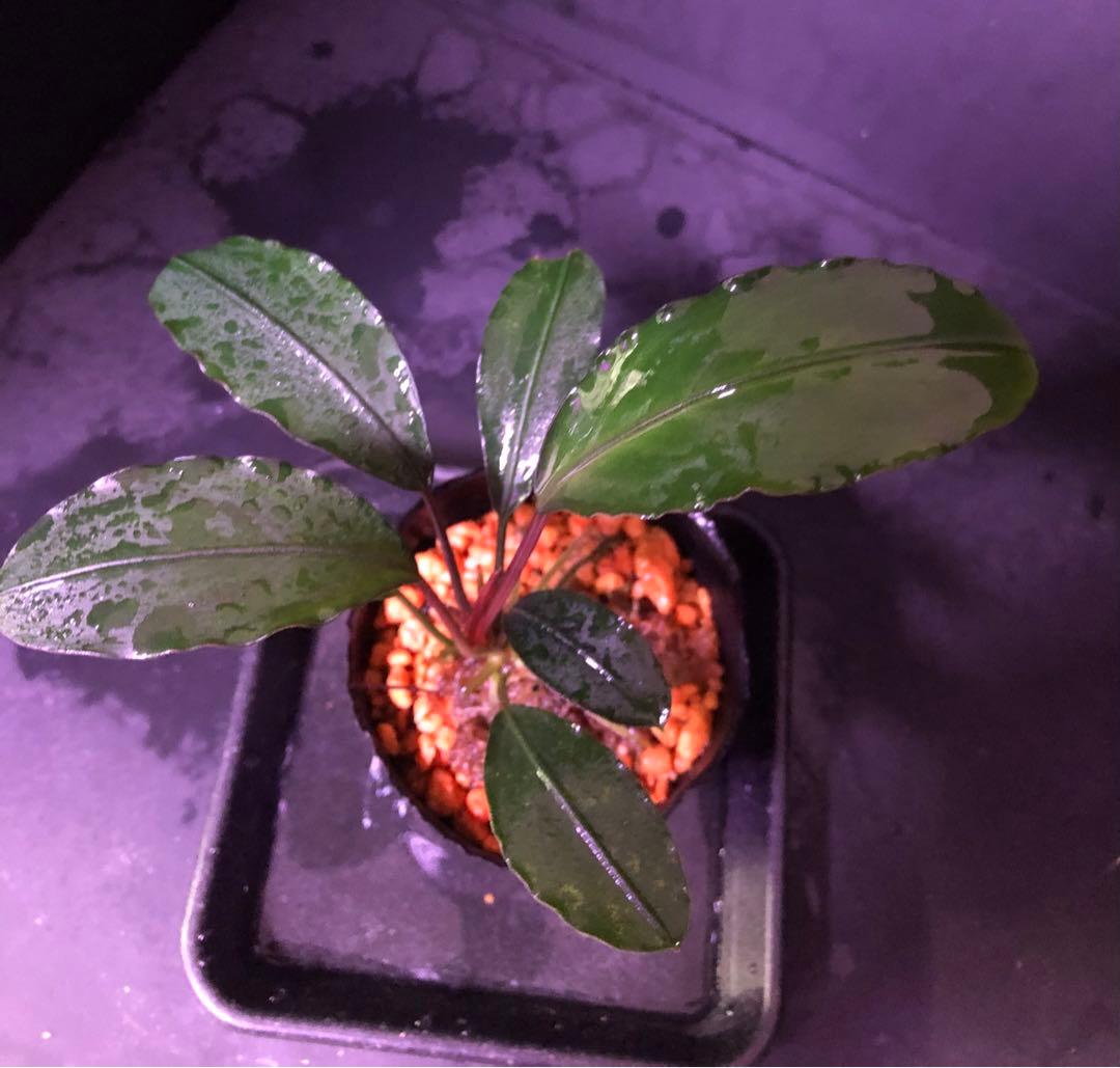 陰性水草の王様的存在【ブセファランドラ】motleyana Padawan