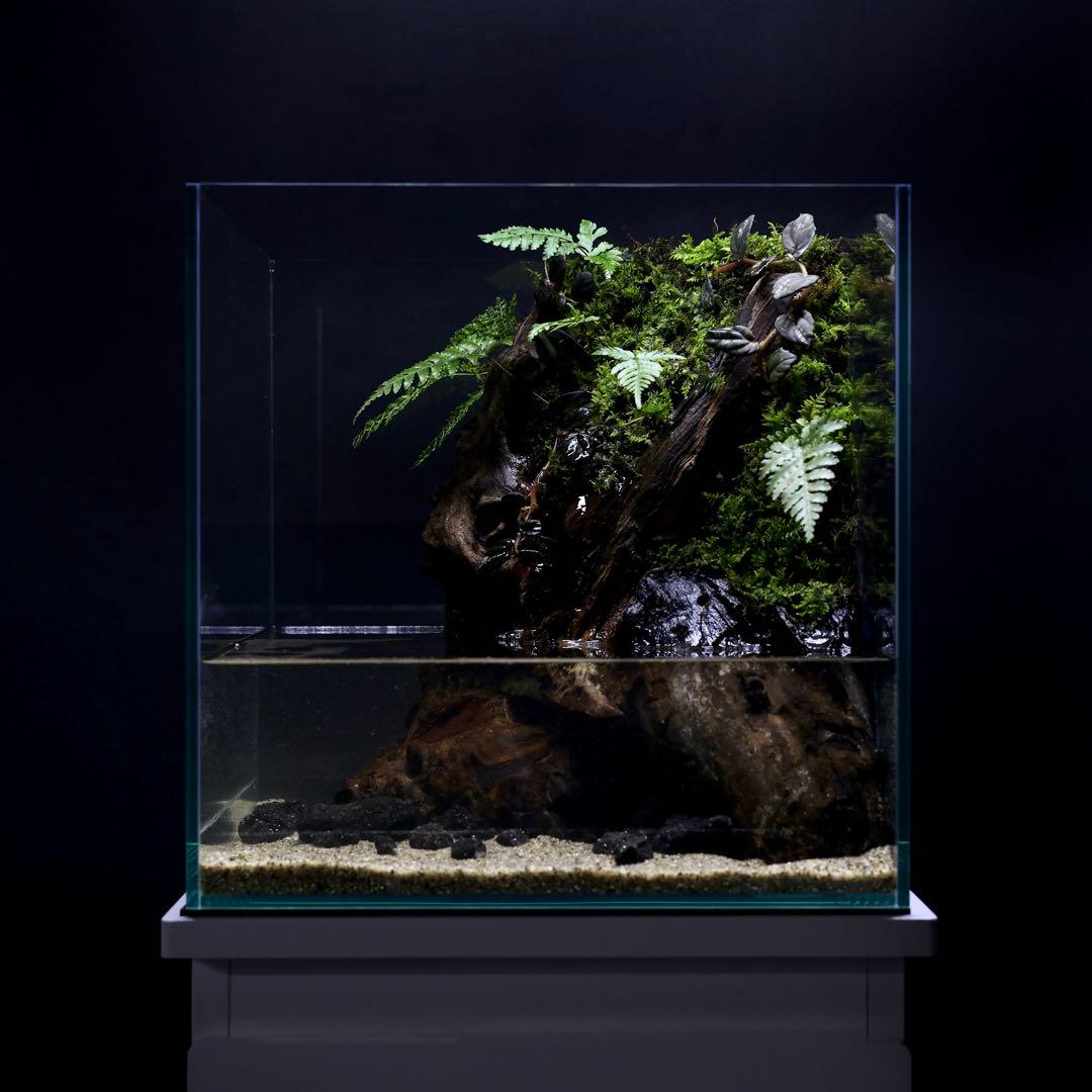格安レイアウト水槽　アクアテラリウム Jungle Aqua Terra using houseplants that even beginners can easily
