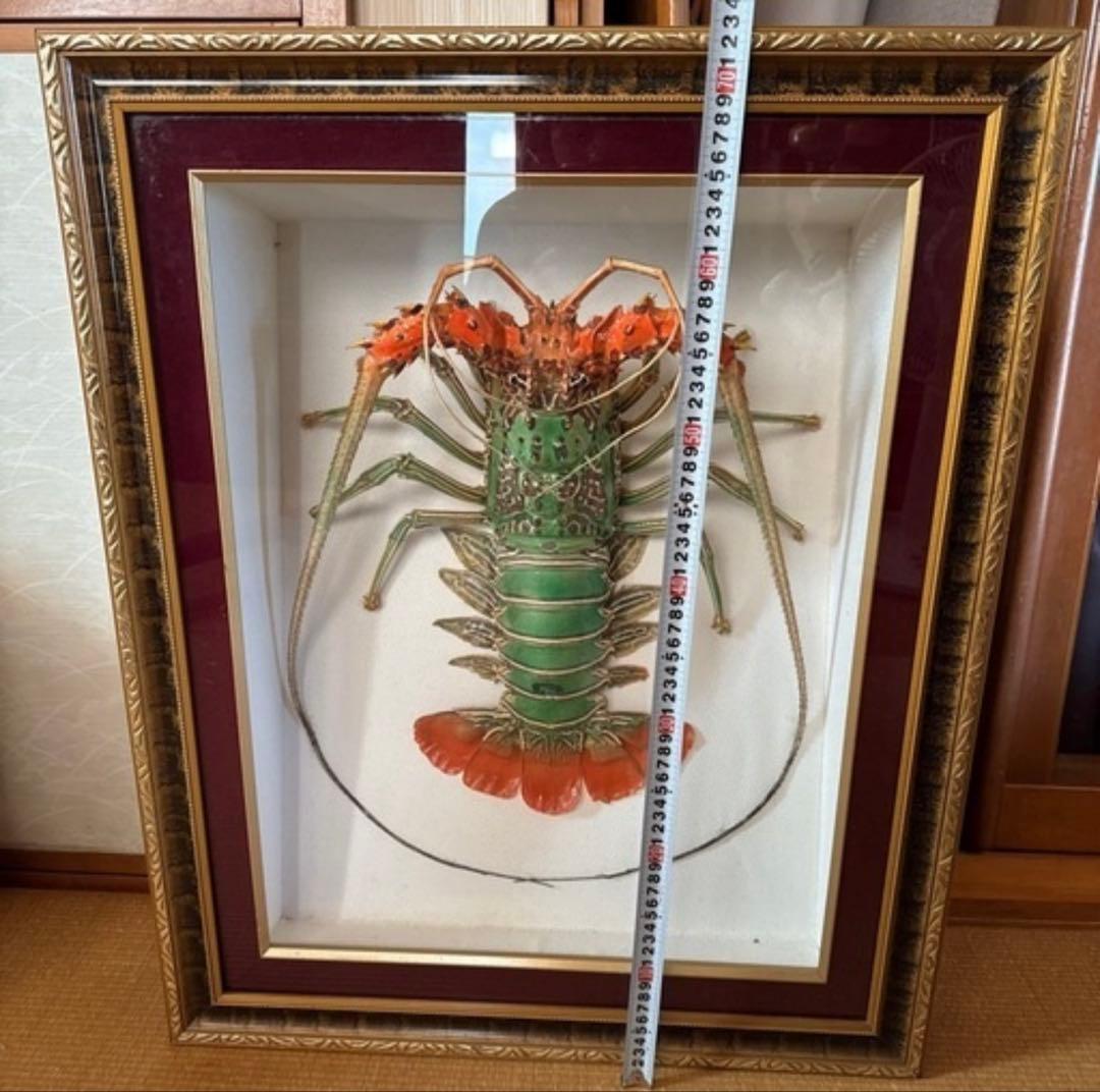 ゴシキエビ 標本 アンティーク 縁起物 伊勢海老 ゴシキエビ ニシキエビ