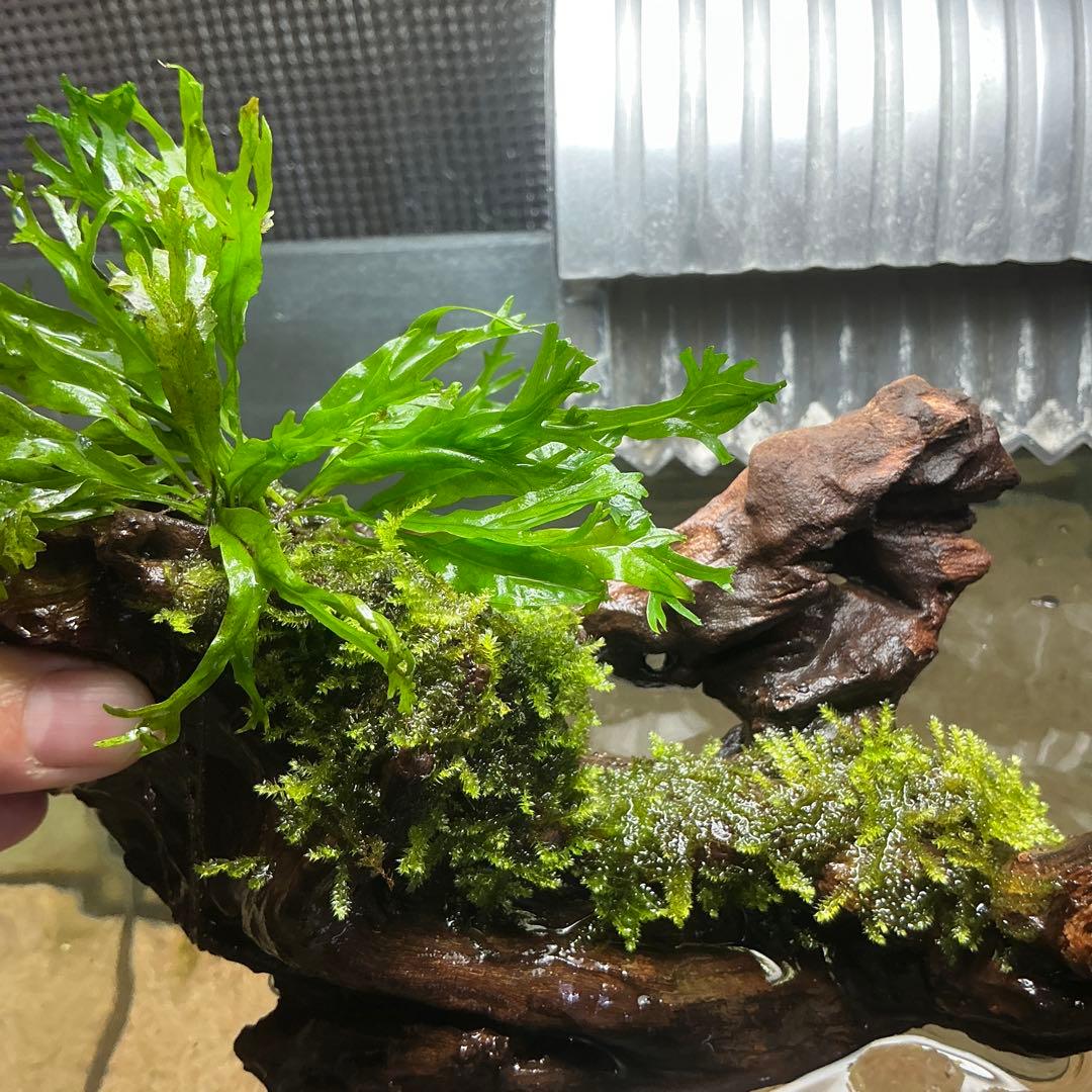 速達】良型！ジャワモス活着キリンミニ20cmと南米モスミクロ17cm