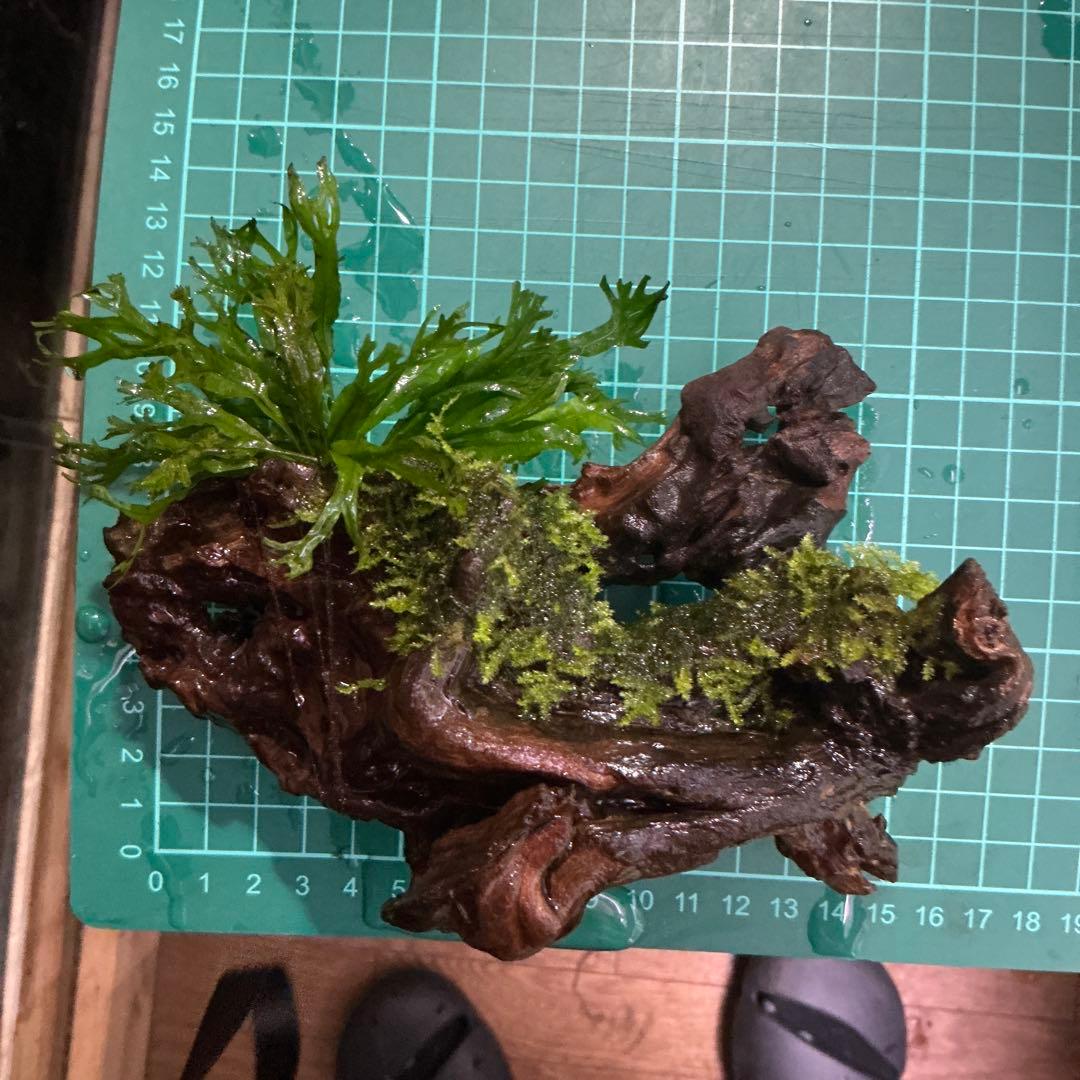 速達】良型！ジャワモス活着キリンミニ20cmと南米モスミクロ17cm