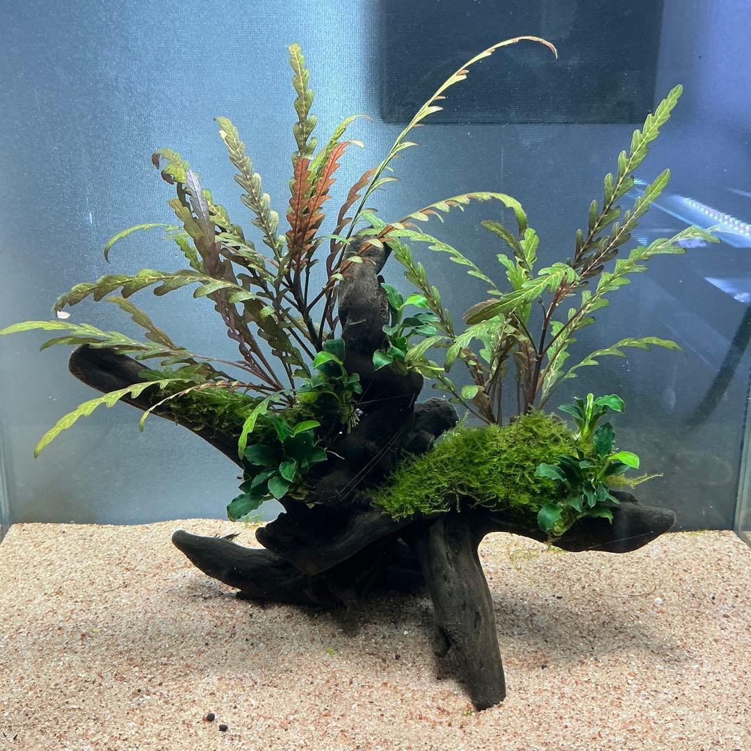 速達】良型！ジャワモス活着キリンミニ20cmと南米モスミクロ17cm