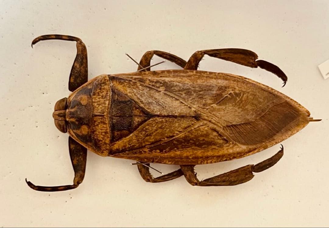 超特大・約110mm】 ナンベイオオタガメ 標本 在庫1匹のみ 外国産