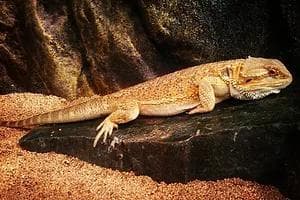 爬虫類 バスキングスロープ 16