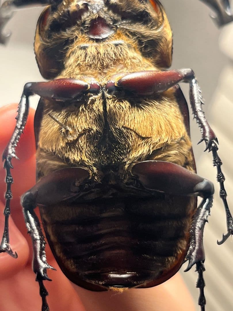 71mm】セラムドウナガテナガコガネ テナガカミキリ昆虫標本