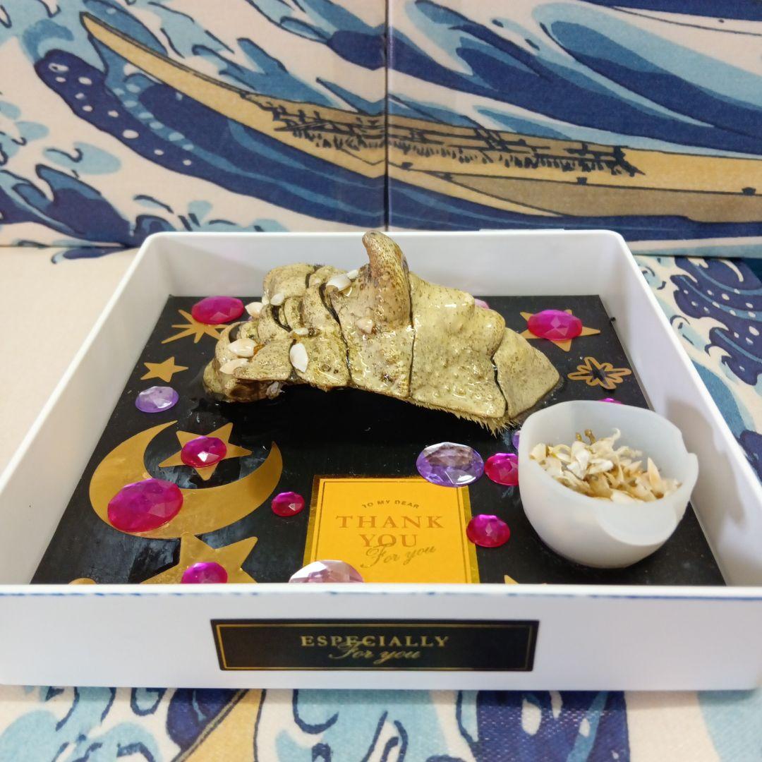 稀少レア四国太平洋沖深海生物タカアシガニふんどし腹リアル凹凸標本