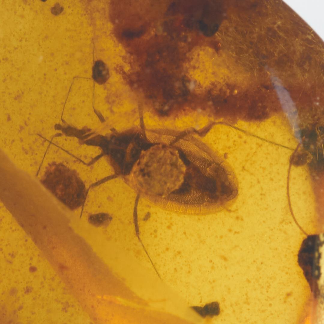 レア極上品 PA0042虫入り琥珀化石 ミャンマーカムティかタナイ9900万年