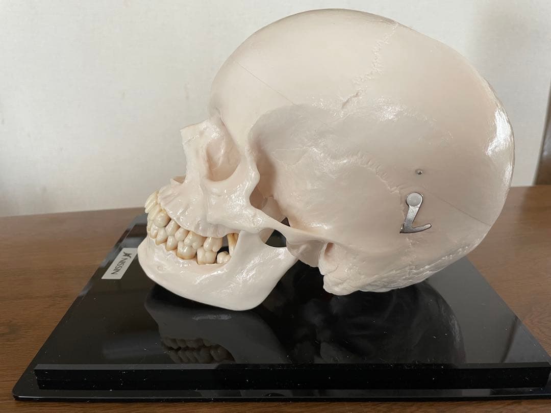 NISSIN 歯牙取外し可能 頭蓋骨模型