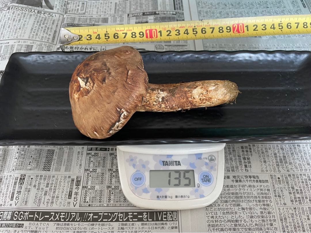 北海道松茸500g 訳あり