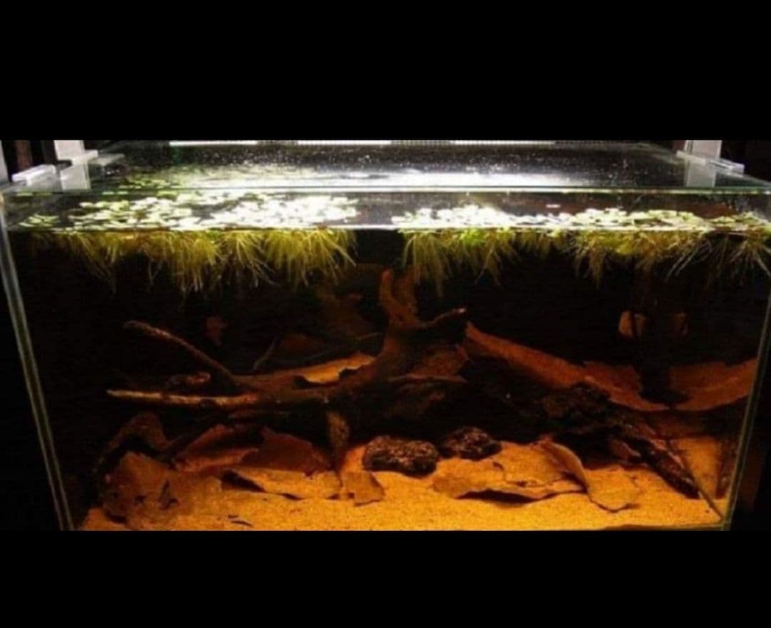 大小様々 無農薬マジックリーフ 天然ももたまな葉 15 枚 - メルカリ