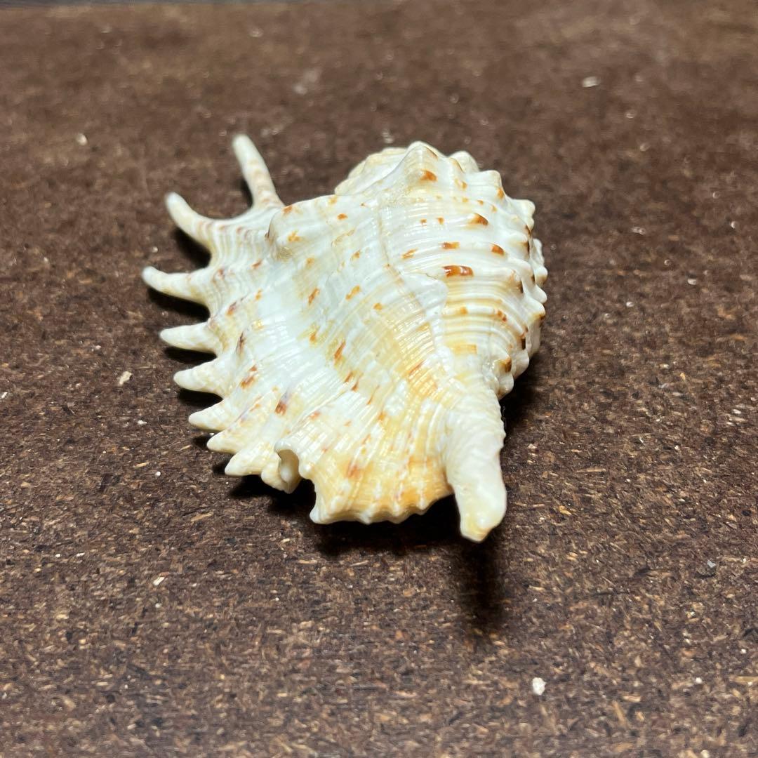 激レア　美品　モーリシャス産　蓋付き　ムラサキムカデソデ