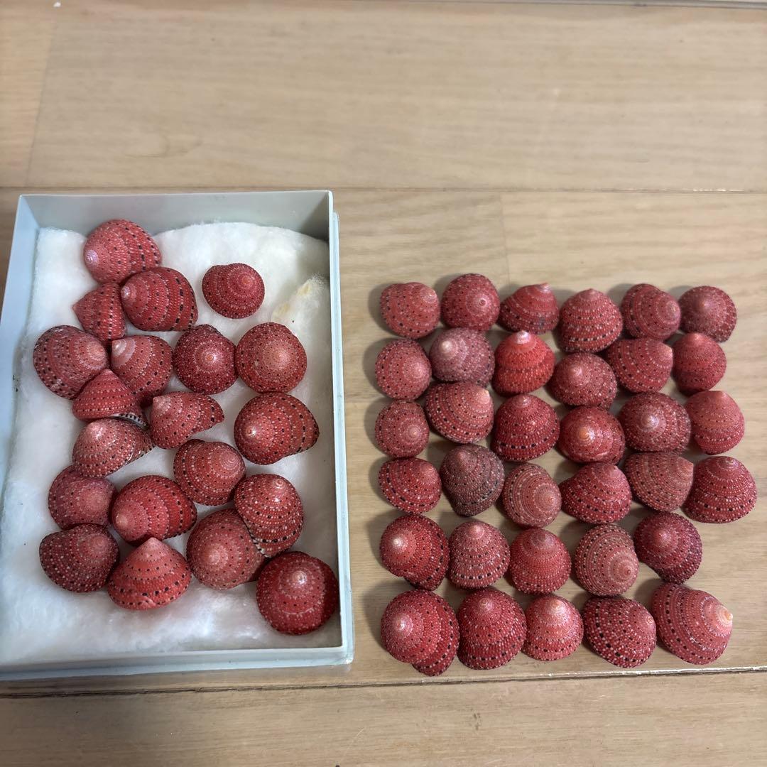 イチゴナツモモ54個 南アフリカ産 喜望峰産