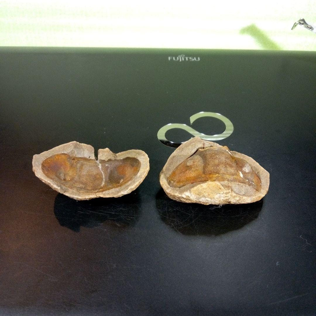 三葉虫 化石 fossil ボリビア産 trilobite ノジュール管理③