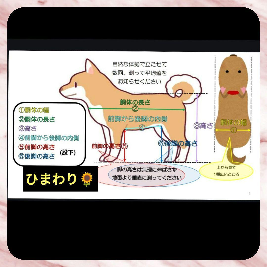 豆柴4輪 リハビリ 食事補助 犬用車椅子 体制維持 犬の歩行器