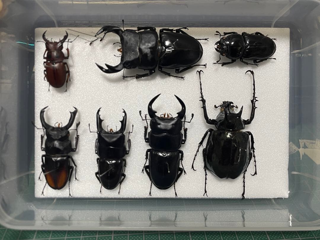 オウゴンオニクワガタ樹脂標本 オウゴンオニクワガタウェイト