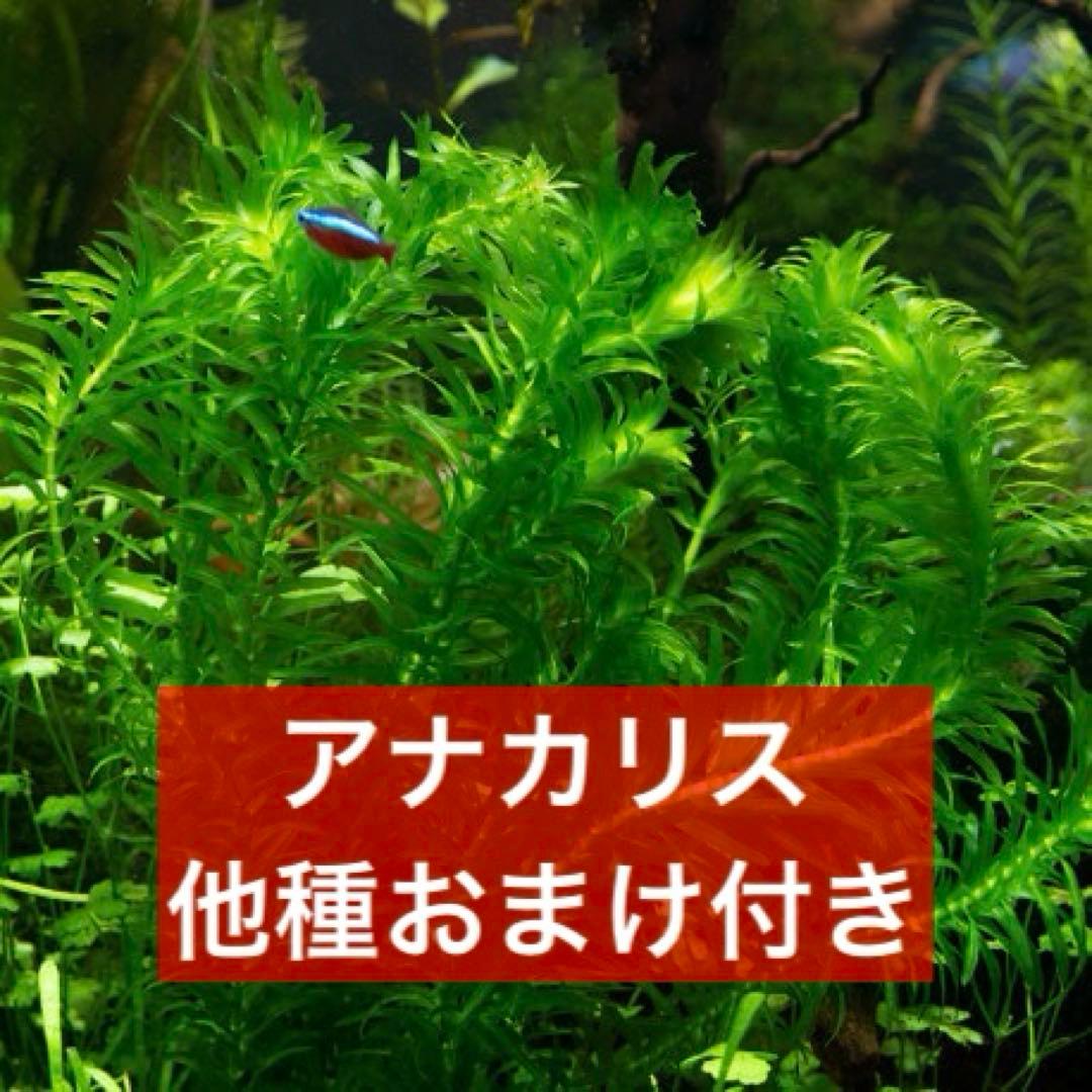 他種おまけ付き》アナカリス5本《無農薬水中葉》 - メルカリ
