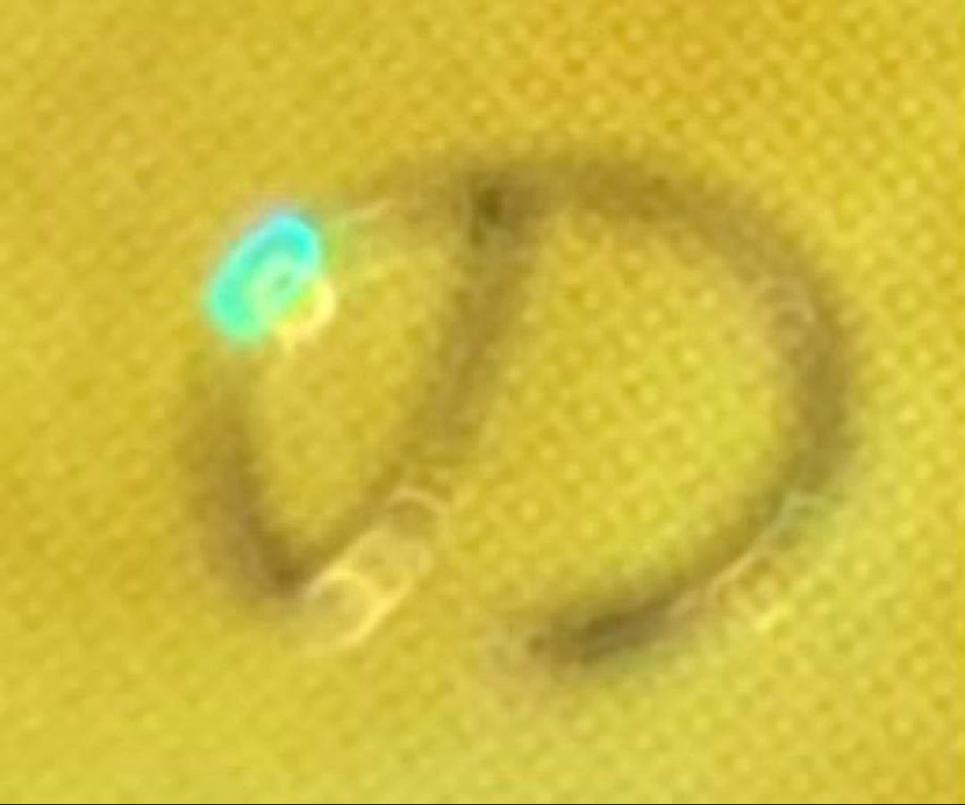 ⭐︎エラー：ダイヤモンドカット⭐︎遊戯王 青眼の白龍 初期ブル コレクション出品