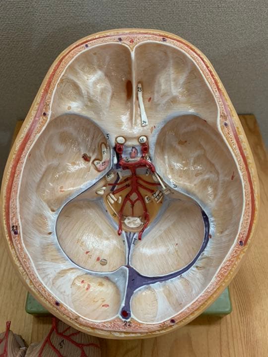 SOMSO ソムソ 頭部基底部模型
