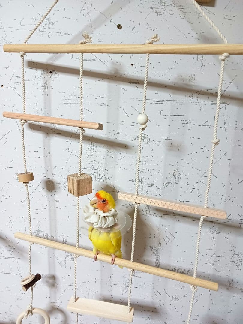 9 インコ 吊り下げアスレチック(大) ブランコ 止まり木