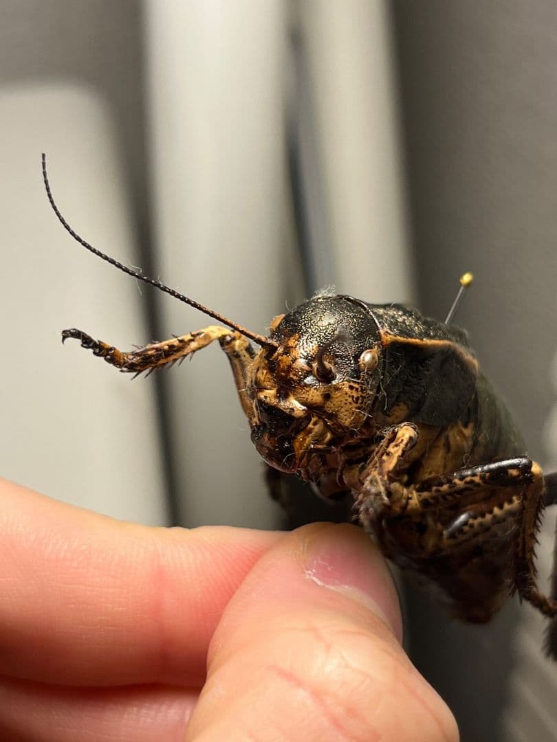 58mm♂】ヨロイコロギス Bradyporus 標本 リオック - メルカリ